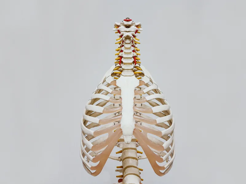 How X-Rays works at Prairie Star Chiropractic